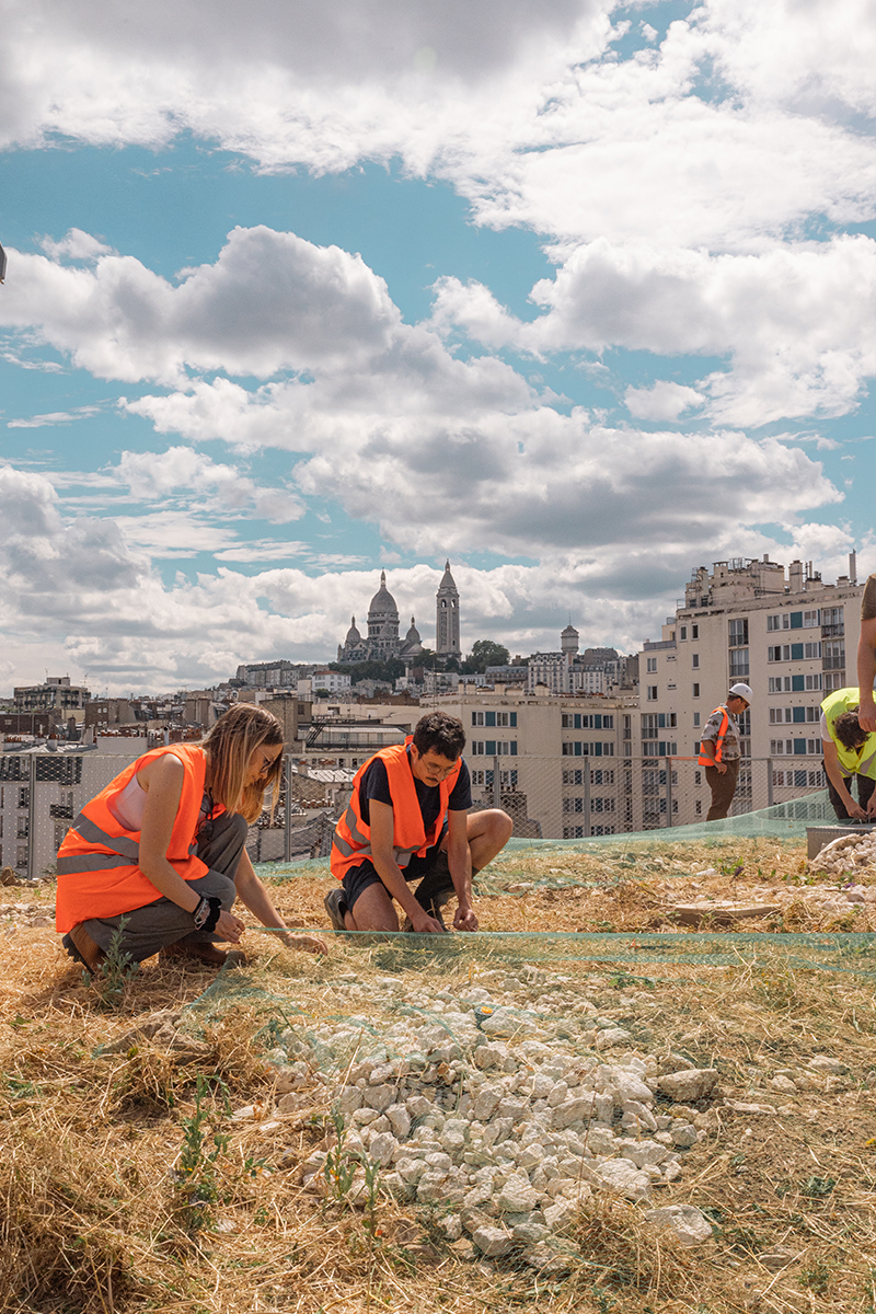 Seeding the roof of the rue des Poissonniers project ensemencement-poissonniers-prairie-03