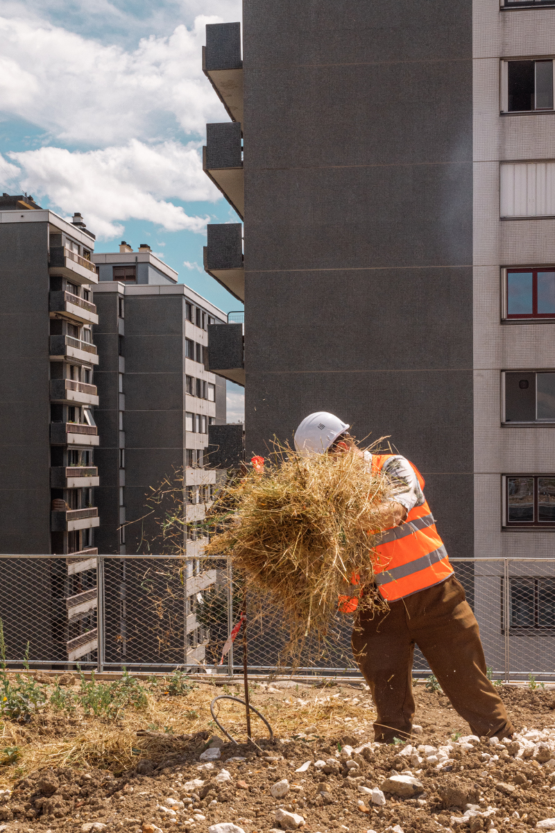 Seeding the roof of the rue des Poissonniers project ensemencement-poissonniers-prairie-00