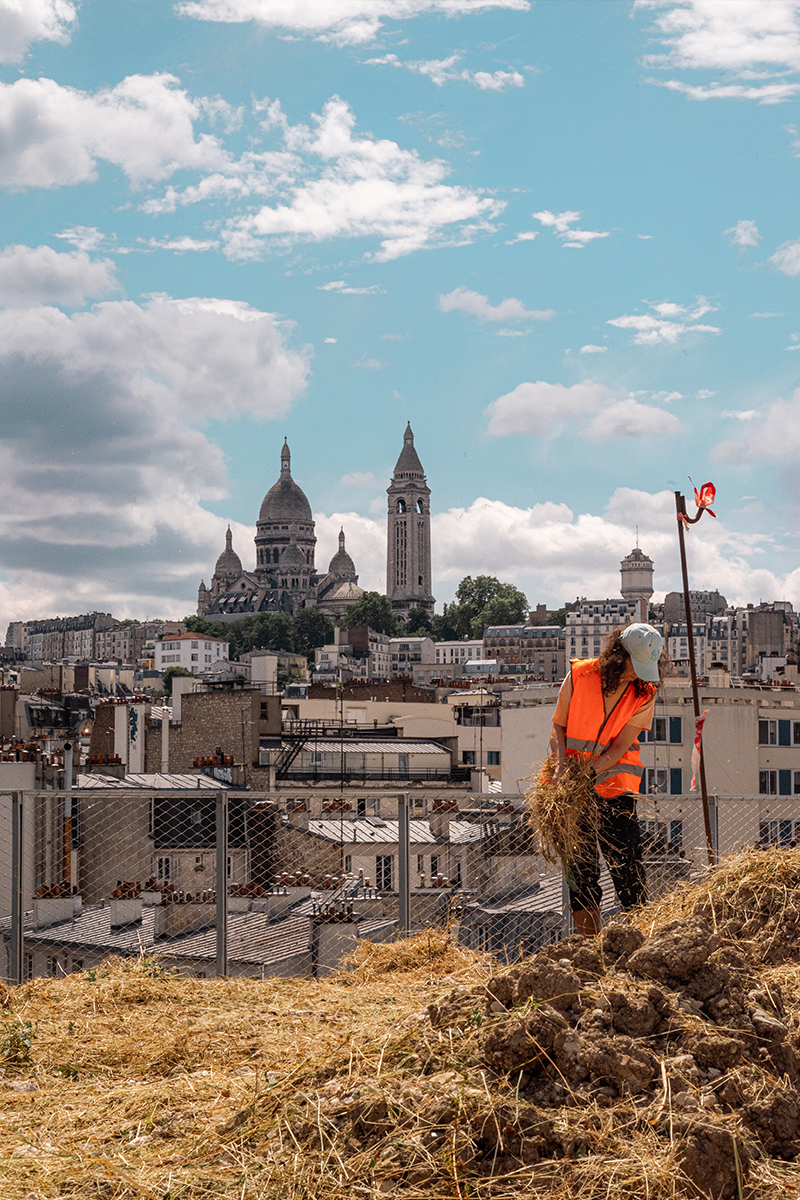 Seeding the roof of the rue des Poissonniers project ensemencement-poissonniers-prairie-01