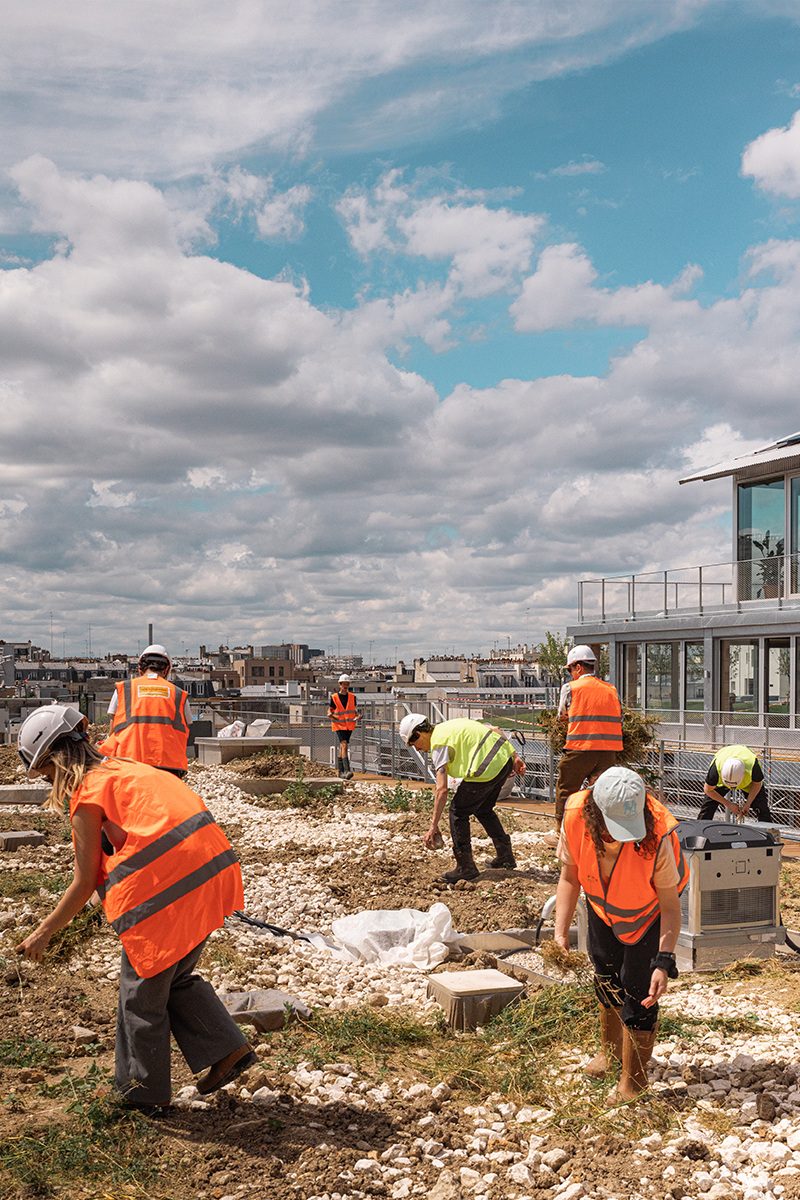 Seeding the roof of the rue des Poissonniers project ensemencement-poissonniers-prairie-05