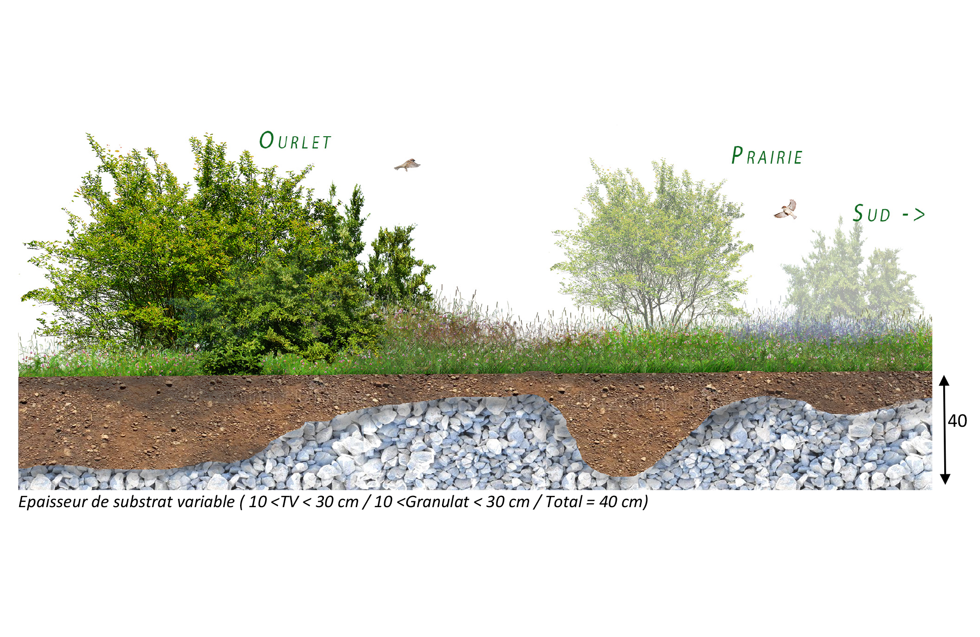 Seeding the roof of the rue des Poissonniers project ensemencement-poissonniers-prairie-20