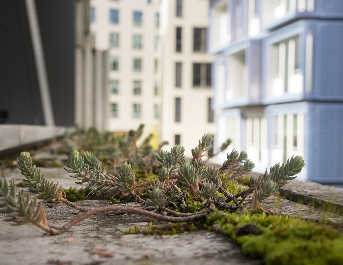 Myr Muratet, photographic report #2, Biodiversity School, Boulogne-Billancourt reportage-photo-ecole-boulogne-myr-muratet-03