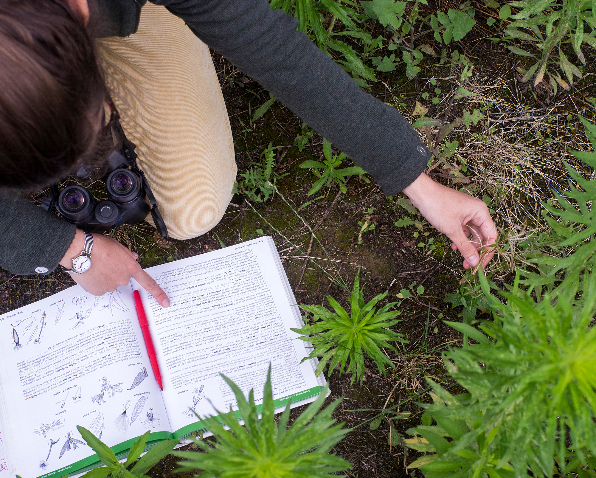 Ecological monitoring of biodiversity flore-friches-urbaines-02